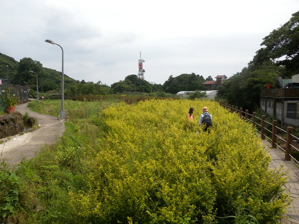 竹子湖高家繡球花田：[台北] 陽明山 竹子湖 滿遍 繡球花   假日快點衝啦!!!!