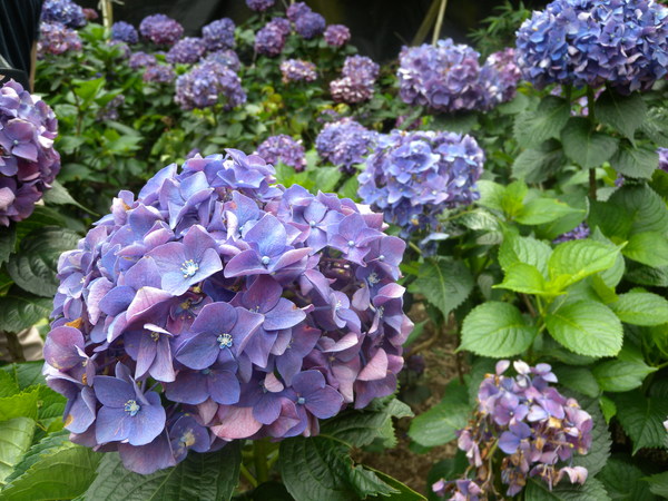 竹子湖高家繡球花田：[台北] 陽明山 竹子湖 滿遍 繡球花   假日快點衝啦!!!!