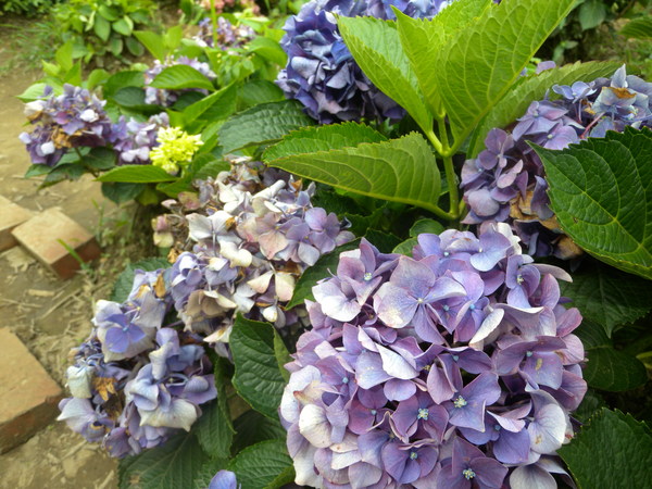 竹子湖高家繡球花田：[台北] 陽明山 竹子湖 滿遍 繡球花   假日快點衝啦!!!!