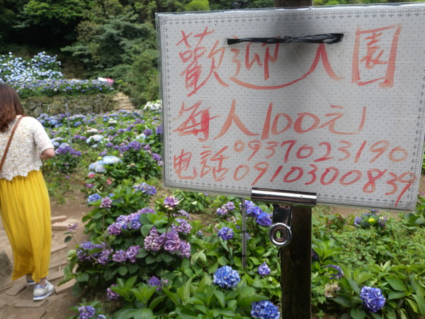 竹子湖高家繡球花田：[台北] 陽明山 竹子湖 滿遍 繡球花   假日快點衝啦!!!!
