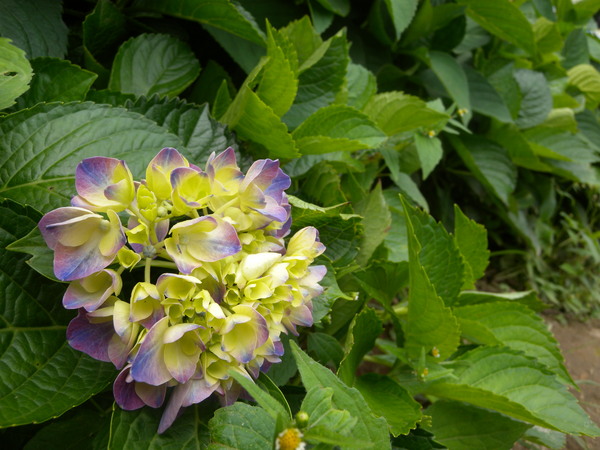 竹子湖高家繡球花田：[台北] 陽明山 竹子湖 滿遍 繡球花   假日快點衝啦!!!!