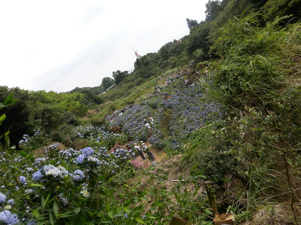 竹子湖高家繡球花田：[台北] 陽明山 竹子湖 滿遍 繡球花   假日快點衝啦!!!!