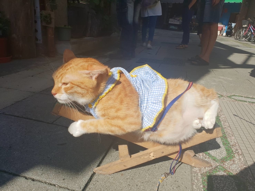 【新北.坪林】美食推薦。良心饅頭茶香紅豆包+茶香菜包&清瑰香茶莊東方美人茶+綠茶都超棒