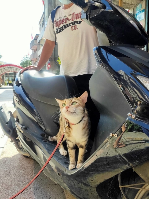 【新北.坪林】美食推薦。良心饅頭茶香紅豆包+茶香菜包&清瑰香茶莊東方美人茶+綠茶都超棒