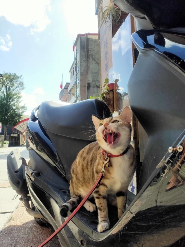 【新北.坪林】美食推薦。良心饅頭茶香紅豆包+茶香菜包&清瑰香茶莊東方美人茶+綠茶都超棒