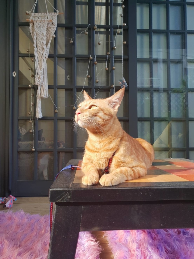 【新北.坪林】美食推薦。良心饅頭茶香紅豆包+茶香菜包&清瑰香茶莊東方美人茶+綠茶都超棒