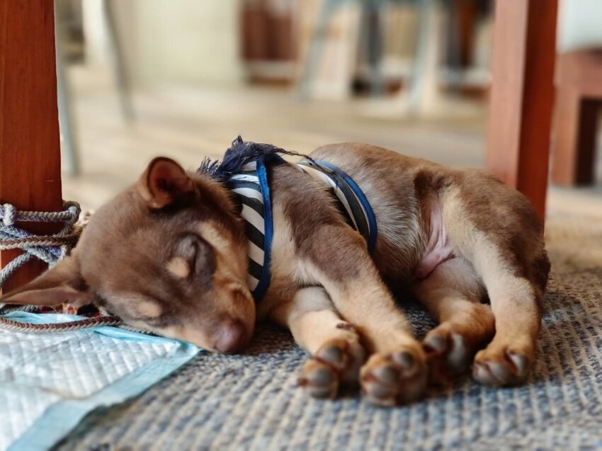 【新竹.尖石鄉】寵物友善咖啡廳。萃萃咖啡內有店貓店鳥。韓式炸雞+蘋果磅蛋糕+比薩+咖啡+落地玻璃窗