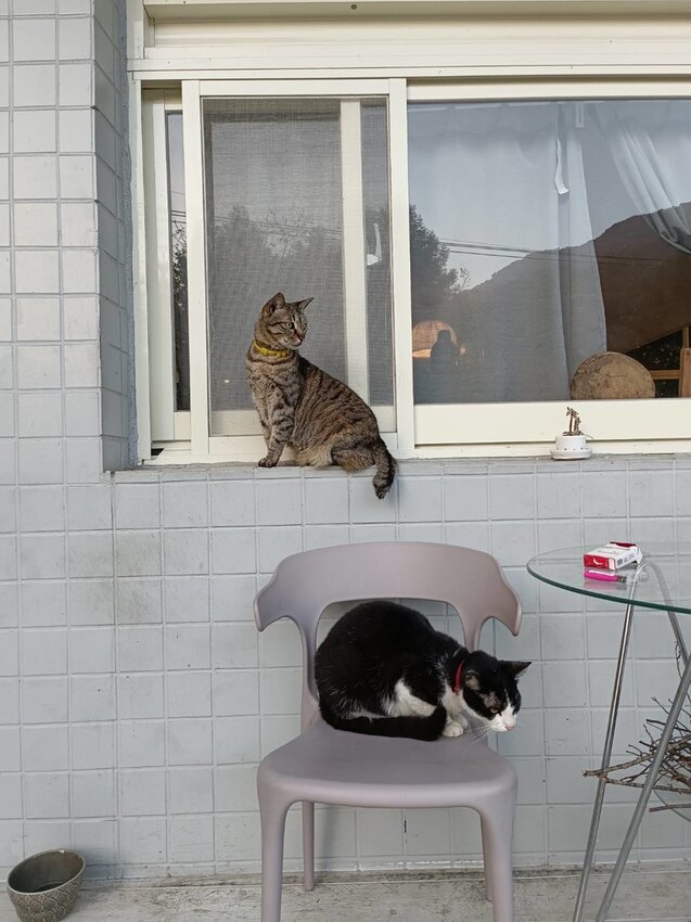 【新竹.尖石鄉】寵物友善咖啡廳。萃萃咖啡內有店貓店鳥。韓式炸雞+蘋果磅蛋糕+比薩+咖啡+落地玻璃窗