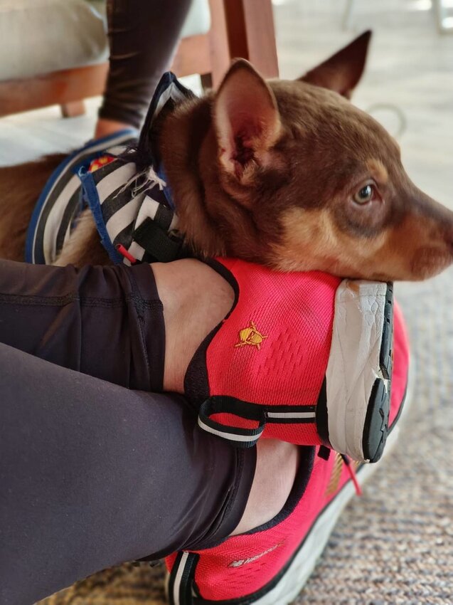 【新竹.尖石鄉】寵物友善咖啡廳。萃萃咖啡內有店貓店鳥。韓式炸雞+蘋果磅蛋糕+比薩+咖啡+落地玻璃窗