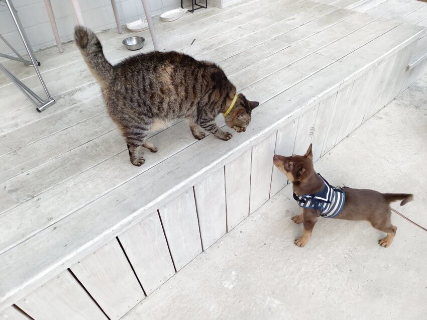 【新竹.尖石鄉】寵物友善咖啡廳。萃萃咖啡內有店貓店鳥。韓式炸雞+蘋果磅蛋糕+比薩+咖啡+落地玻璃窗