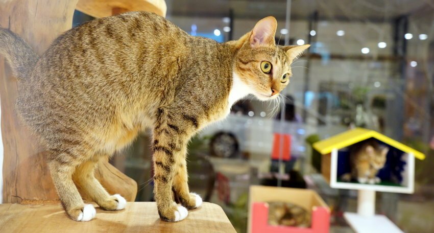 【桃園龍潭】野薑花與貓庭園咖啡．野薑花入菜、近距離與貓咪互動!