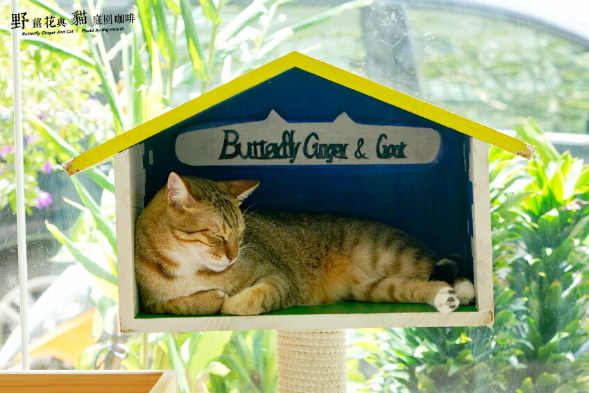 【龍潭美食】野薑花與貓庭園餐廳．野薑花料理、貓咪、立體拉花超療癒!