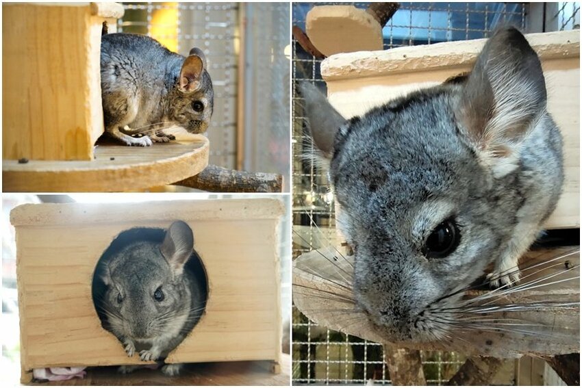 【桃園龍潭】野薑花與貓庭園咖啡．野薑花入菜、近距離與貓咪互動!