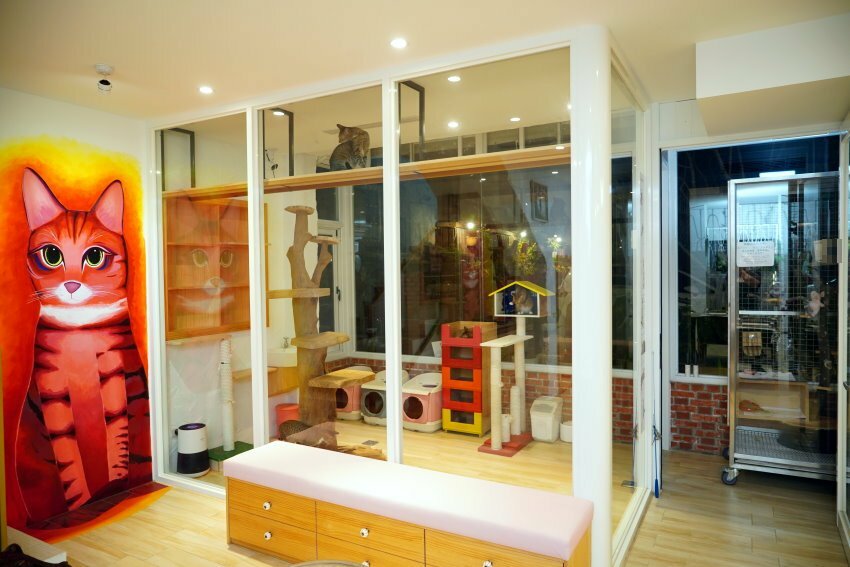 【桃園龍潭】野薑花與貓庭園咖啡．野薑花入菜、近距離與貓咪互動!