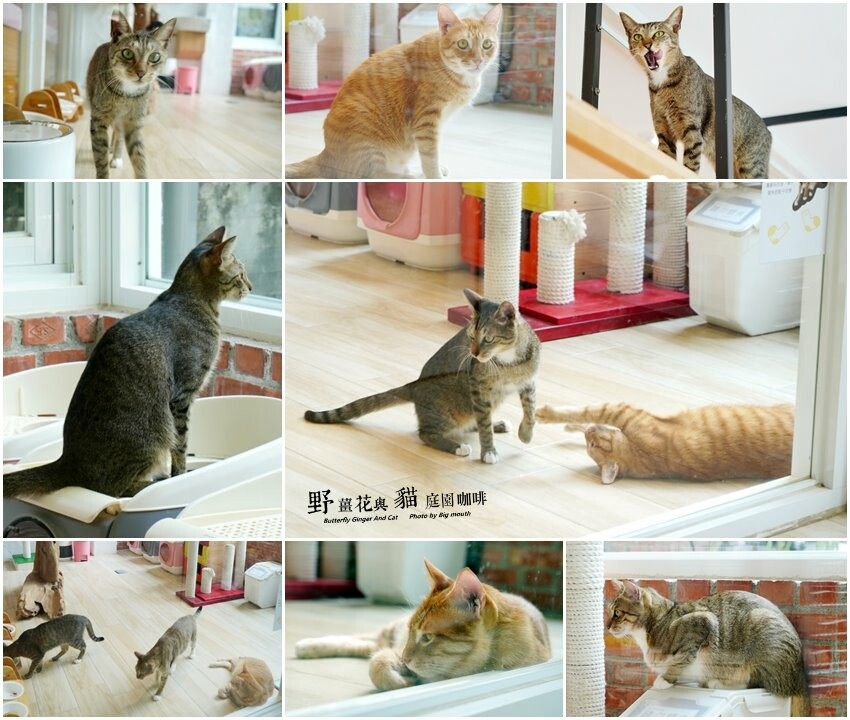 【龍潭美食】野薑花與貓庭園餐廳．野薑花料理、貓咪、立體拉花超療癒!