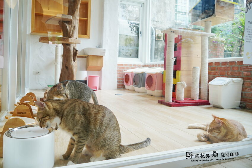 【龍潭美食】野薑花與貓庭園餐廳．野薑花料理、貓咪、立體拉花超療癒!