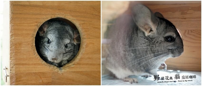 【龍潭美食】野薑花與貓庭園餐廳．野薑花料理、貓咪、立體拉花超療癒!