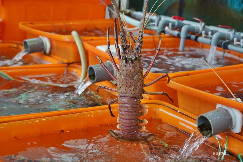 [新北野柳美食 阿杰萬里蟹]三點蟹x粄條超正點 最神的還有吻仔魚炒飯只要80元 高CP值平價海鮮餐廳 二樓還可以直接看海景 - 安妮的天空