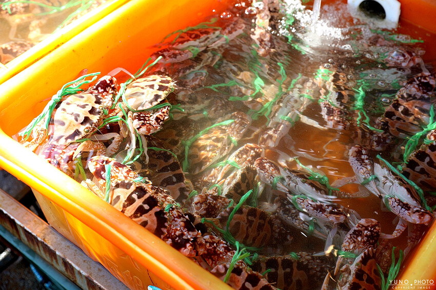 新北市萬里區螃蟹控必收！自家漁船直送保證新鮮！以斤計價透明公道 萬里吃蟹來這家準沒錯｜阿杰萬里蟹(野柳地質公園美食