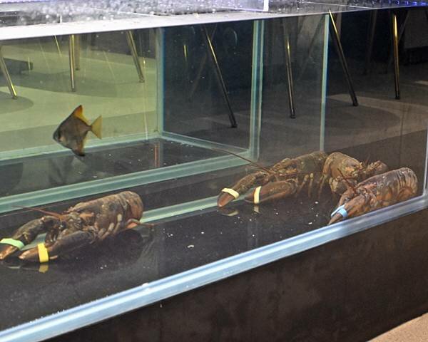 花花世界鍋物WHATSWORLDresort∥左營區美食∥浮誇華麗龍蝦海鮮套餐∥叢林風用餐環境∥打卡送鮮蠔或哈根達斯