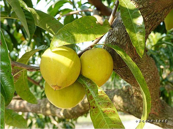 北橫哈杜希休閒農場 (3).jpg