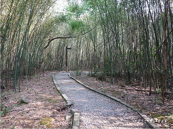 羅浮遊客中心後方往義興吊橋步道 (5).jpg