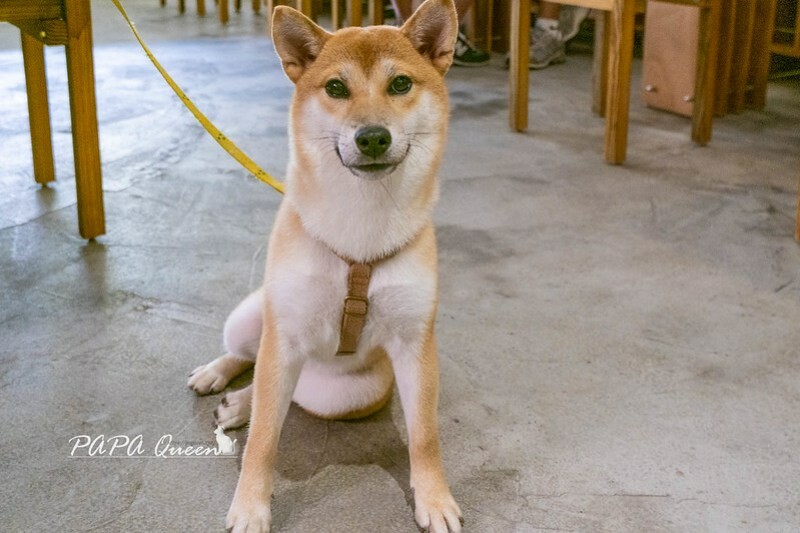 台中市西區｜巴倫司康 Baron Scones 寵物友善