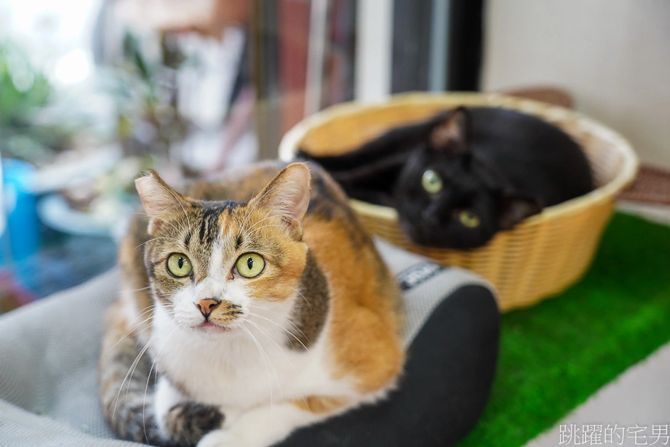 大推這家台東韓式炸雞-辣醬雞翅也太好吃啦，香辣滋味讓人停不下來，這家甜不辣根本屌打專賣店，甜醬炸年糕也好吃@跳躍的宅男