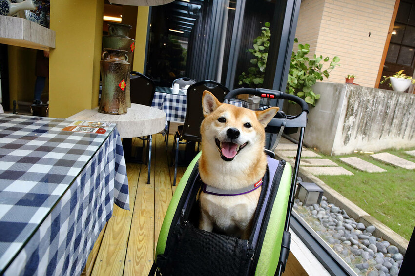 竹科寶山特區隱藏版茶餐廳，超美玻璃屋餐廳，好吃、好美、好好拍