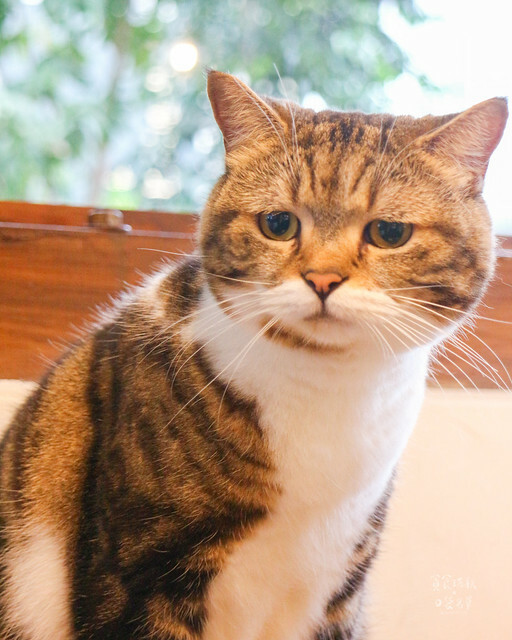 【台東景點】近鐵花村．日式老屋文青咖啡廳｜太麻里文創咖啡館