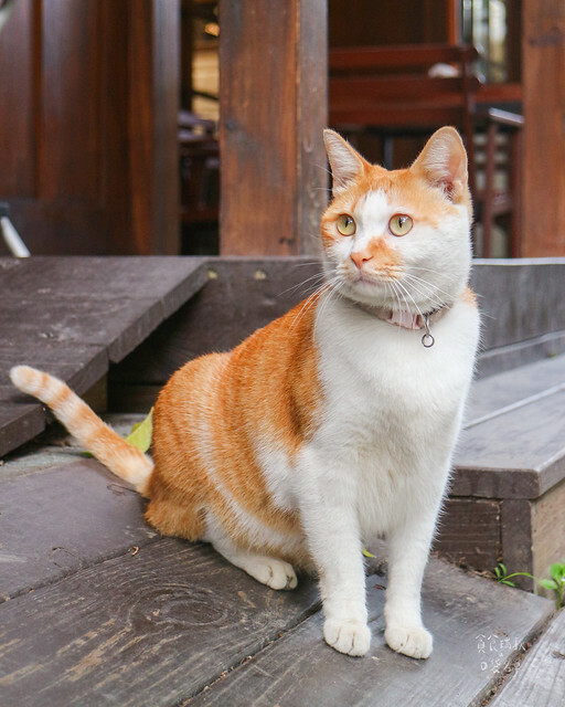 【台東景點】近鐵花村．日式老屋文青咖啡廳｜太麻里文創咖啡館