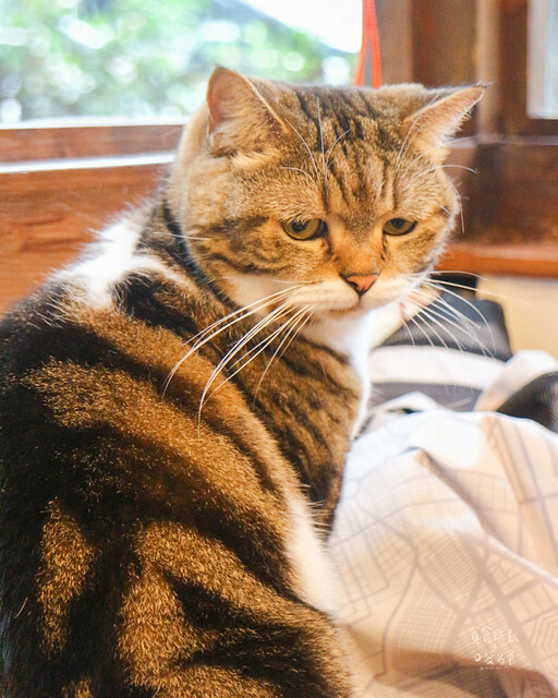 【台東景點】近鐵花村．日式老屋文青咖啡廳｜太麻里文創咖啡館
