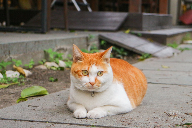 【台東景點】近鐵花村．日式老屋文青咖啡廳｜太麻里文創咖啡館