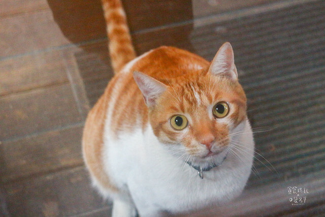 【台東景點】近鐵花村．日式老屋文青咖啡廳｜太麻里文創咖啡館