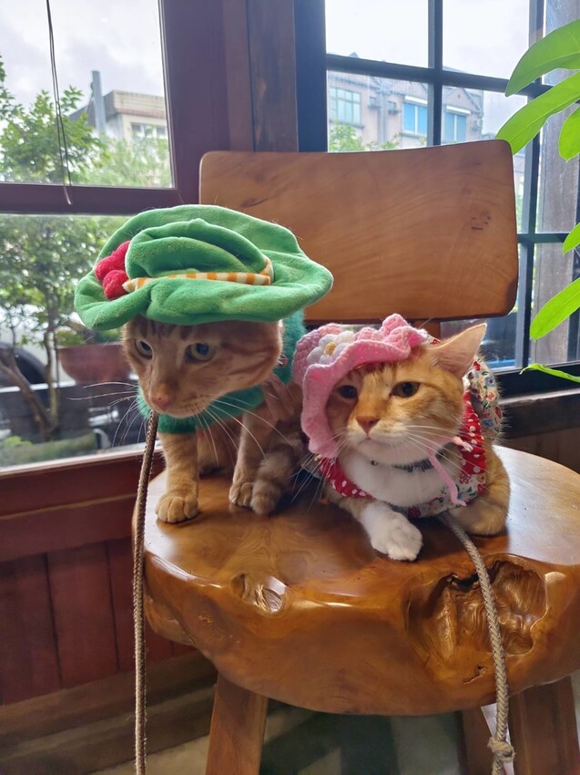 371979.jpg - 【宜蘭.頭城】日式古宅寵物友善。捌㡯珈琲。鐵道旁超美日式建築。店內超美超大超好拍