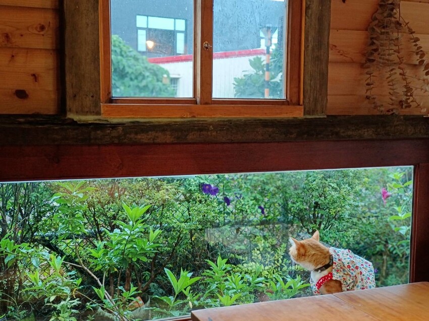 371969.jpg - 【宜蘭.頭城】日式古宅寵物友善。捌㡯珈琲。鐵道旁超美日式建築。店內超美超大超好拍