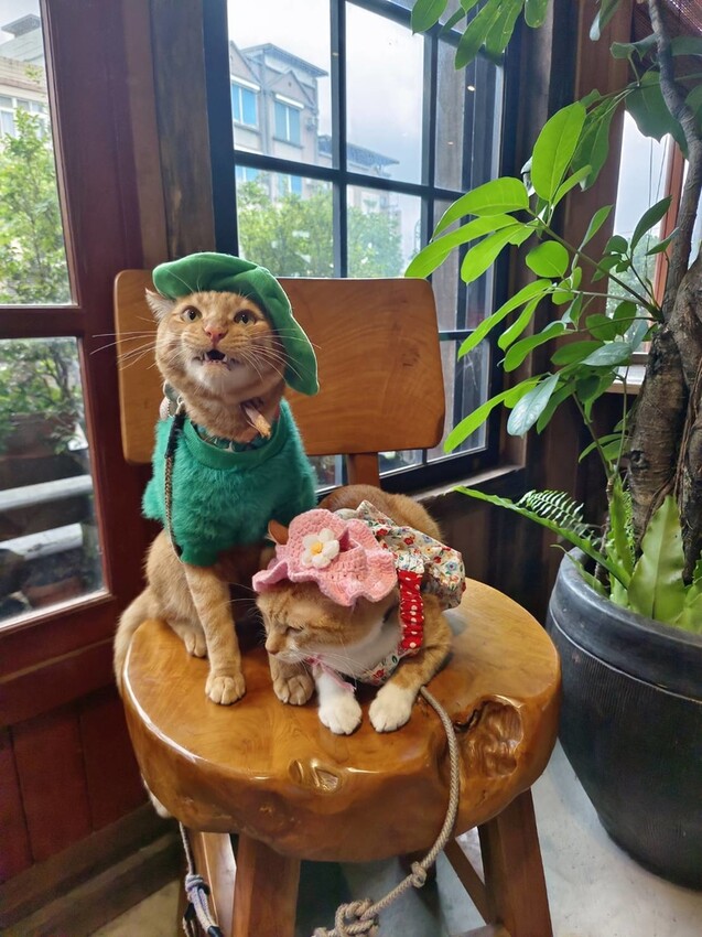 371978.jpg - 【宜蘭.頭城】日式古宅寵物友善。捌㡯珈琲。鐵道旁超美日式建築。店內超美超大超好拍