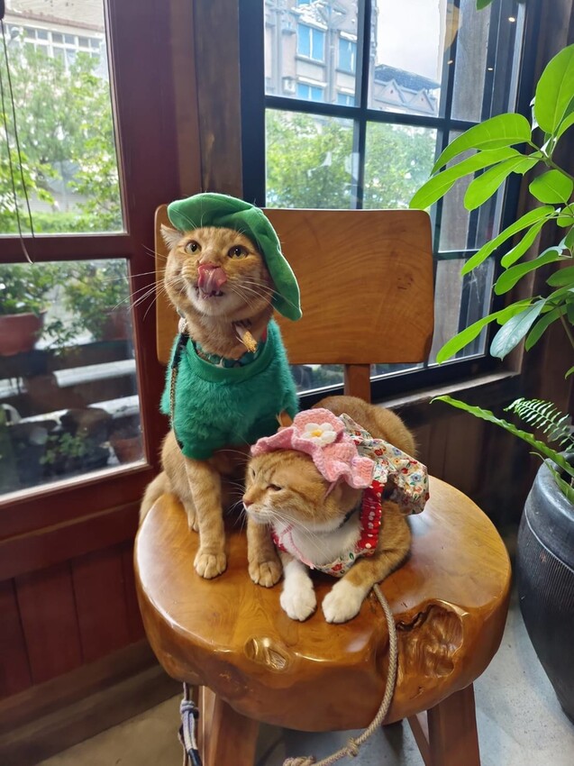 371977.jpg - 【宜蘭.頭城】日式古宅寵物友善。捌㡯珈琲。鐵道旁超美日式建築。店內超美超大超好拍