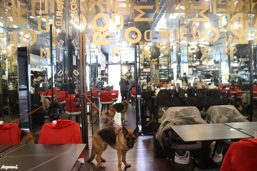 [台南咖哩飯推薦]MIRRORLD鏡界咖哩魔術餐廳/台南第一