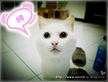 【食記】不會很想再去。花蓮星爺肉骨茶餐廳