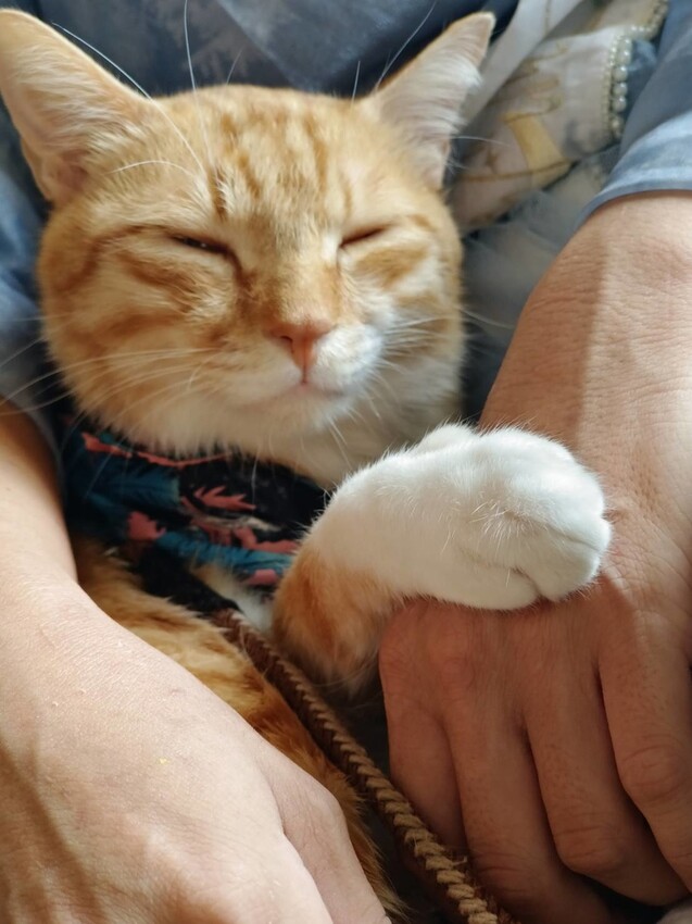 390609.jpg - 【宜蘭.礁溪】奶油麵包旗艦店。寵物友善+用餐環境寬敞舒適+兩人套餐超彭湃超好拍