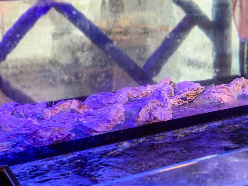 ｜新北美食｜海牧水產鍋物｜板橋人激推 活蝦海產產地直送 CP值超高火鍋