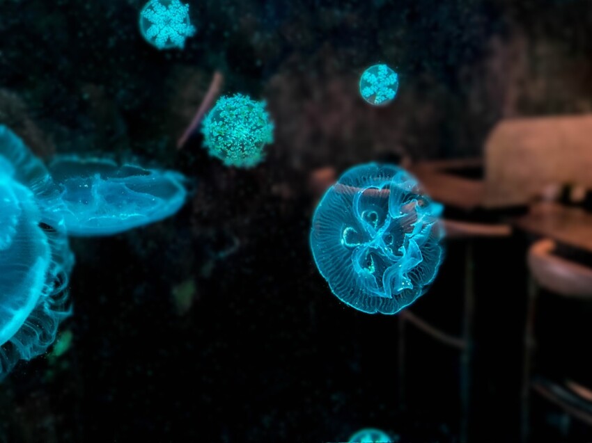 ｜新北美食｜海牧水產鍋物｜板橋人激推 活蝦海產產地直送 CP值超高火鍋