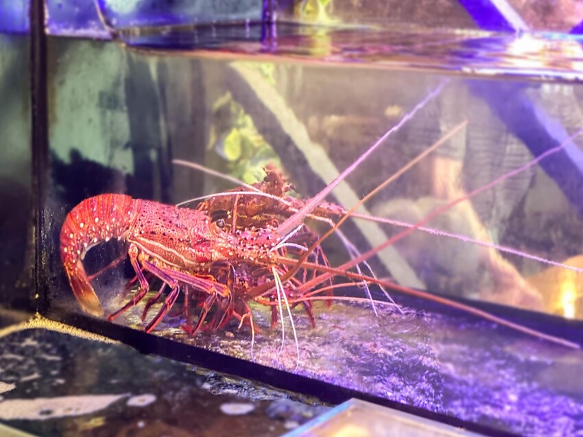 ｜新北美食｜海牧水產鍋物｜板橋人激推 活蝦海產產地直送 CP值超高火鍋
