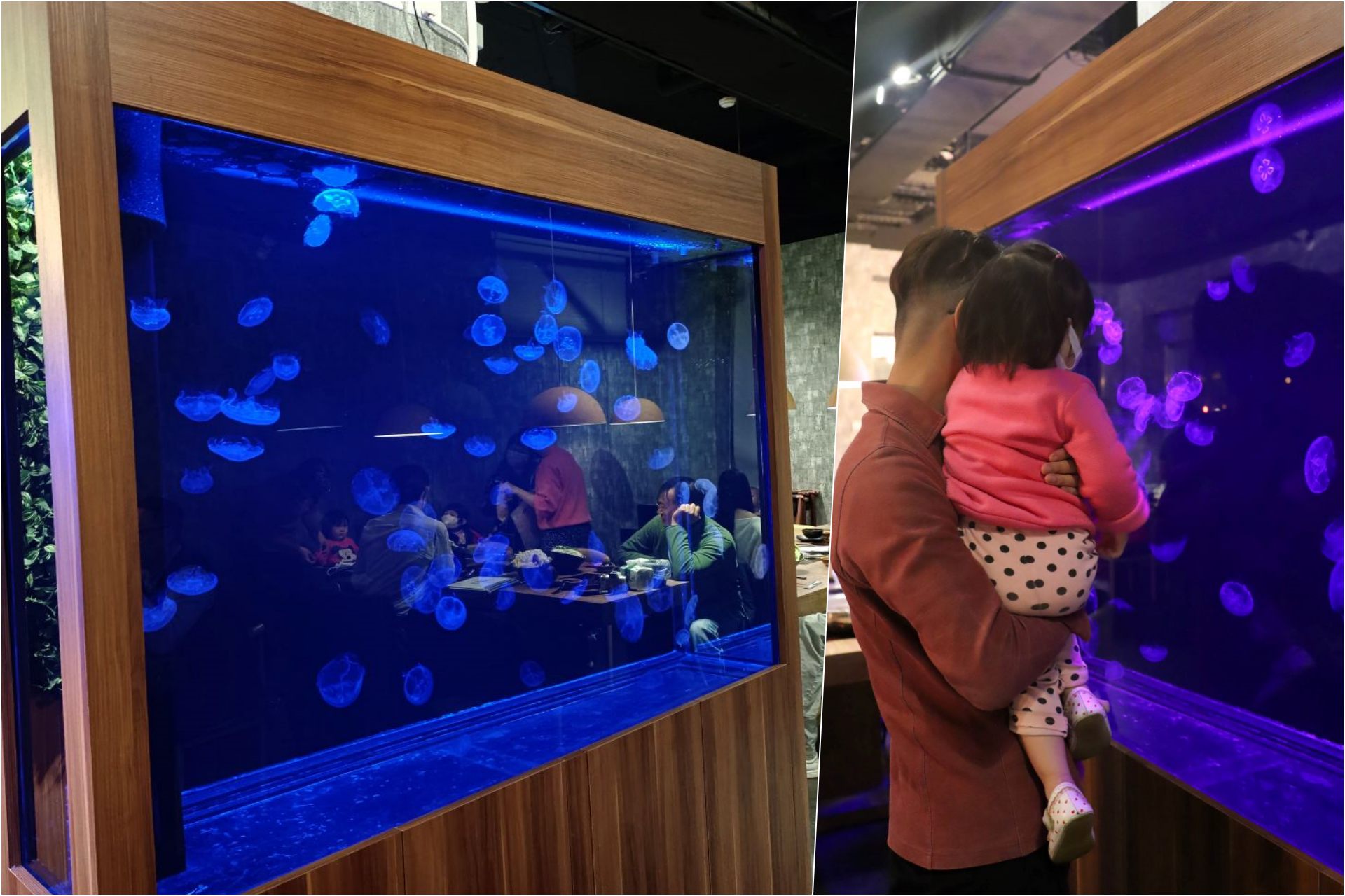 板橋新開幕火鍋店就在耶誕城旁,水母缸整個吸引了小朋友目光啦~