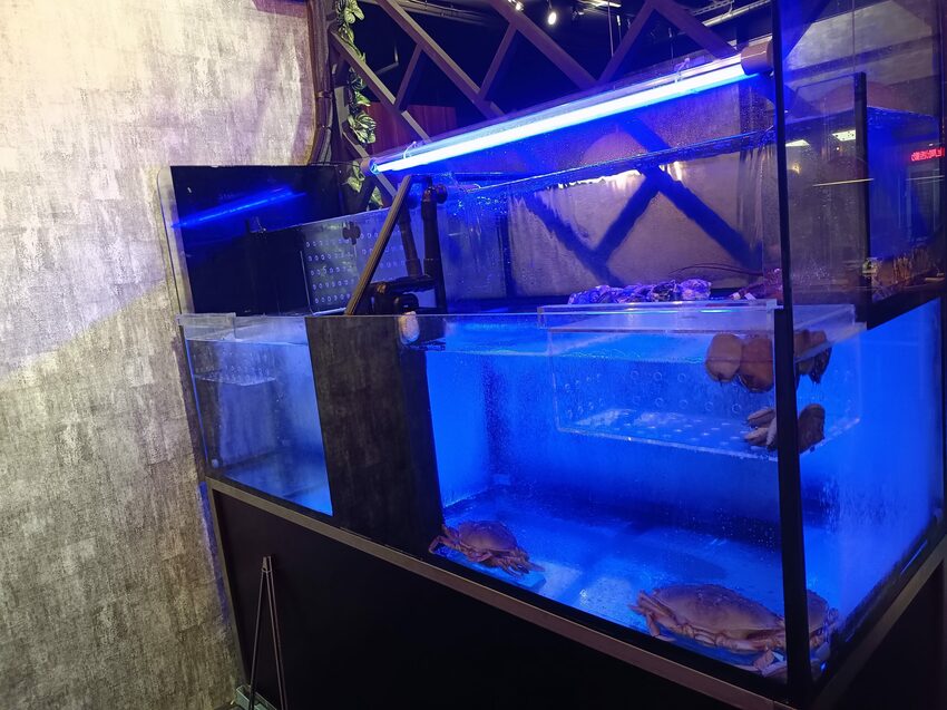 板橋新開幕火鍋店就在耶誕城旁,水母缸整個吸引了小朋友目光啦~