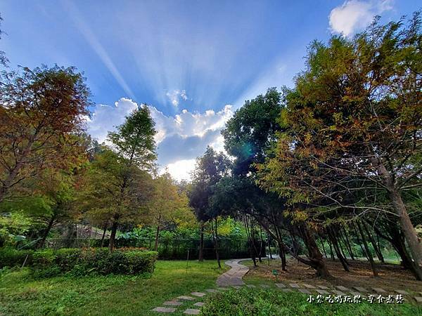 太平苗圃落羽松 (11).jpg