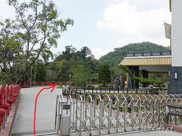 太平苗圃落羽松 (13).jpg