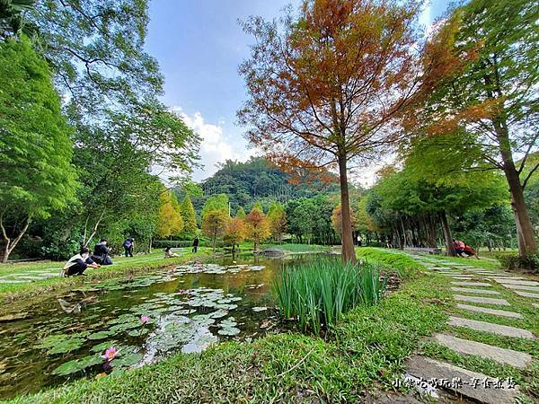 太平苗圃落羽松 (10).jpg