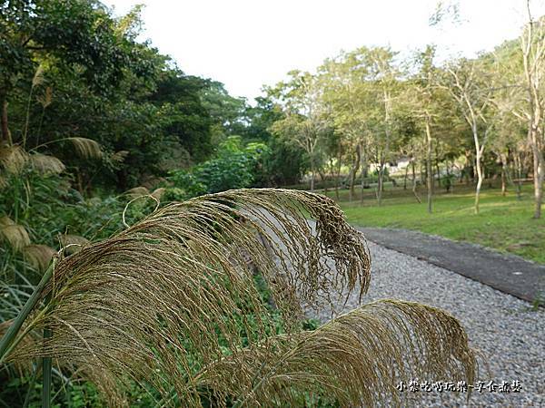 太平苗圃落羽松 (27).jpg